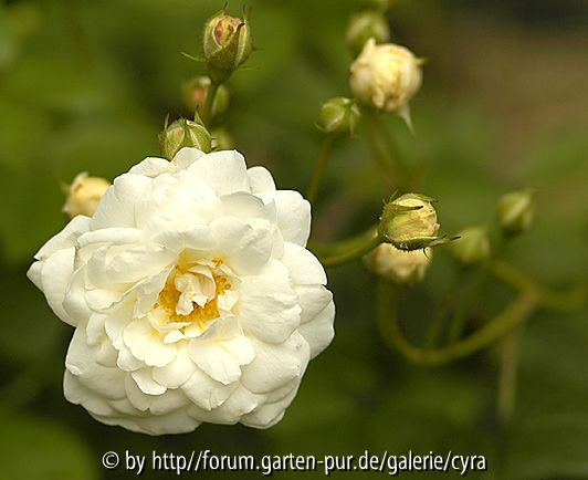Katharina Zeimet 2478