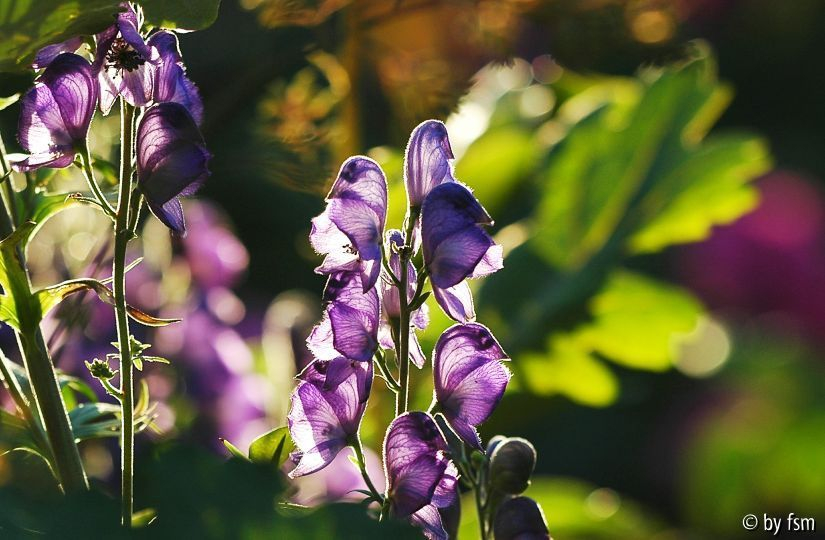 Aconitum 1 06-07-08