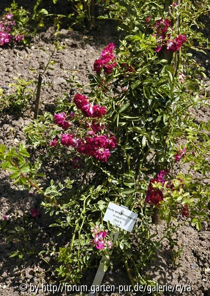 Perle-vom-Wienerwald-5881
