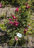 Perle-vom-Wienerwald-5881