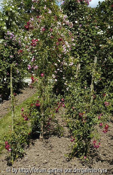 Perle-vom-Wienerwald-5885