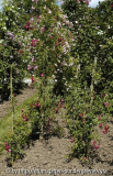 Perle-vom-Wienerwald-5885