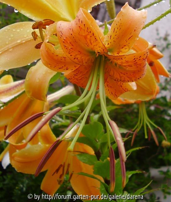 Lilium henryi