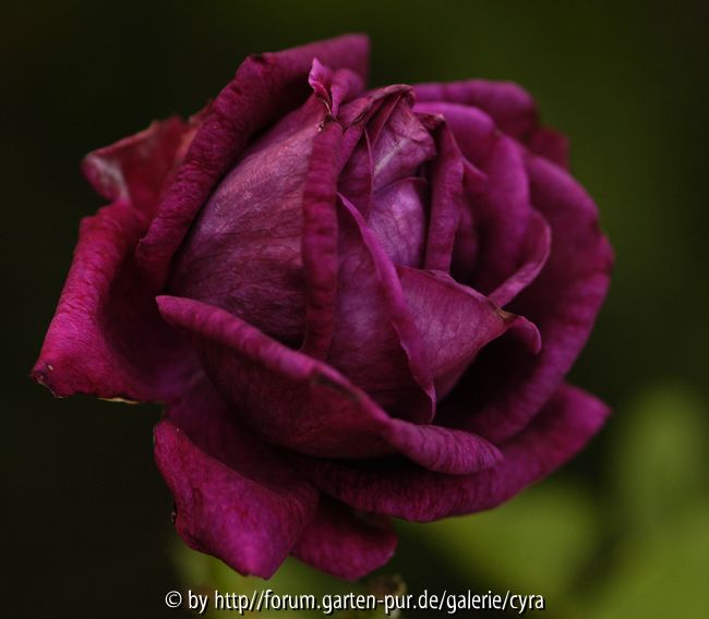 Marie Bauman 6581