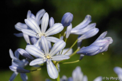 Agapanthus 