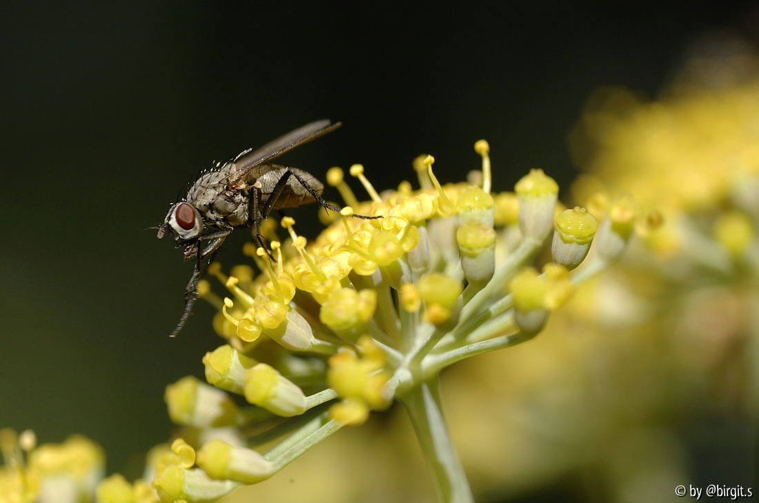 Fliege II