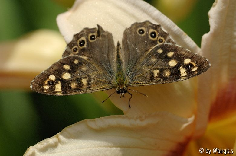 Schmetterling II