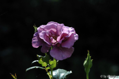 Shocking Blue