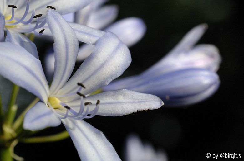 Agapanthus 