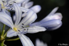Agapanthus 