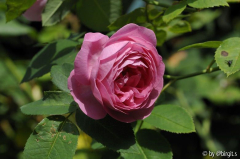 La Reine Viktoria IV