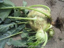 schwangerer_kohlrabi.jpg