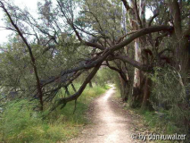 Original-thewalk