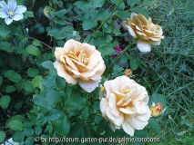 honey dijon mit clematis silver moon.jpg