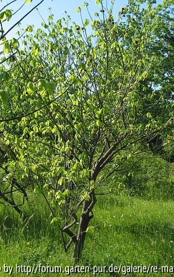 Asimina triloba - Strauch