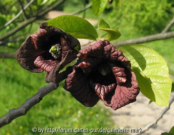 Asimina triloba - Blüten