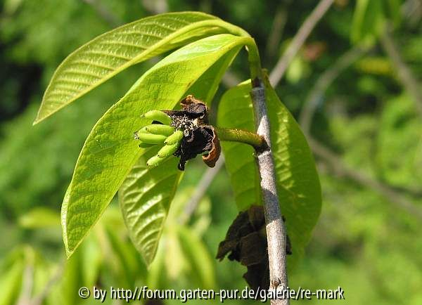 Asimina triloba - Fruchtansatz