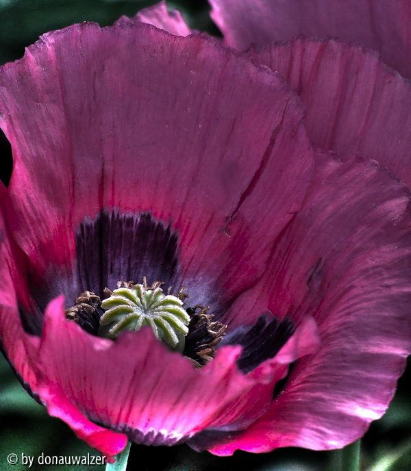 Graumohn