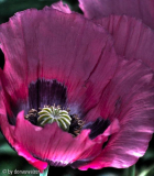 Graumohn