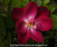 Pourpre 3398