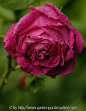 Marie Baumann 2 2675