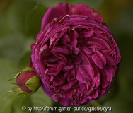 Falstaff 3326