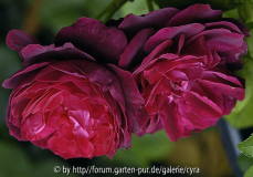 Astrid-Gräfin-v-Hardenberg