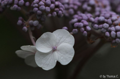 Samthortensie