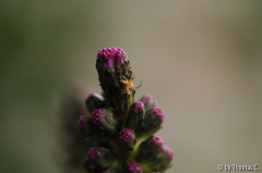 Winkespinne