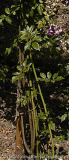 Donau-untere-Triebe-