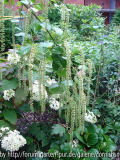 Itea ilicifolia und Hydrangea quercifolia