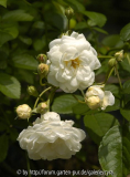 Katharina-Zeimet-2992