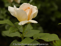 Ambridge-Rose-2634