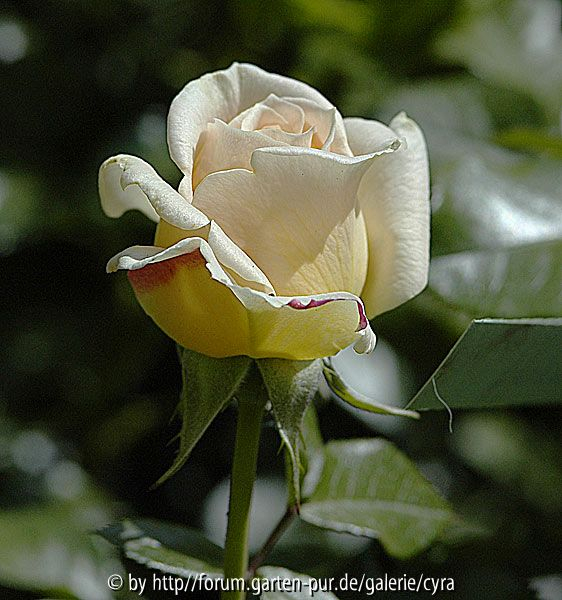 Amber-Abundance-1