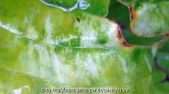 Schadbild Hosta Sum and Substance