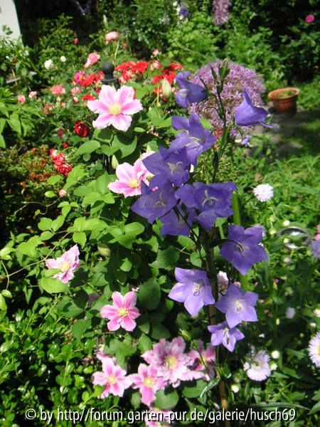 Campanula persifolia+ Clematis