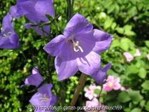 Campanula persifolia Großaufnahme