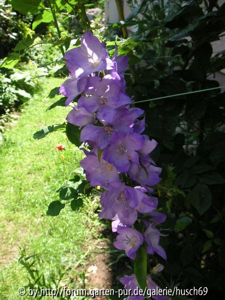 C. latiloba