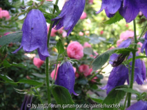 C. Sarastro