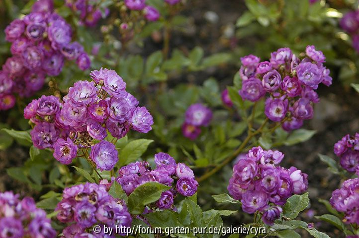 Violetta, Bryant 1924 Polyantha