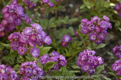 Violetta, Bryant 1924 Polyantha