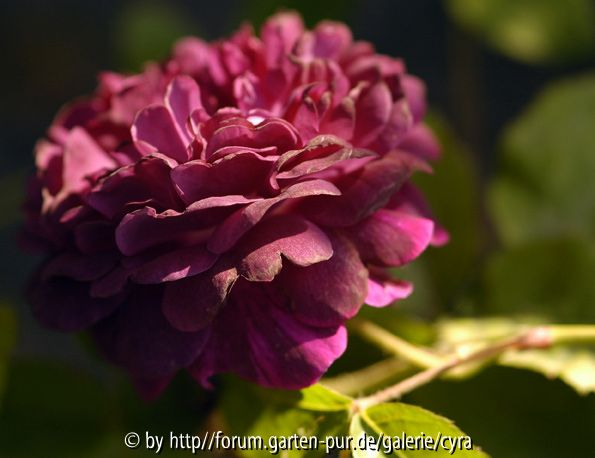 Reine-des-violettes-alt-661