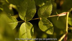 Reine-des-violettes-6621 Blatt