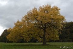 Esche und Jahreszeiten 3 - Herbst