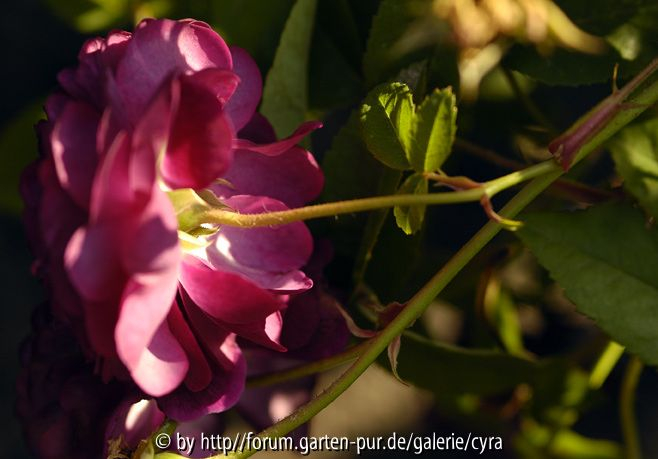 Reine-des-violettes-6619 Blüte seitlich