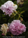 Pink-Leda-6566