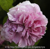 Pink-Leda-6565