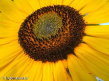 Sonnenblume nach HDR Bearbeitung