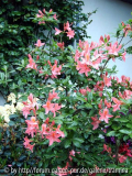 1rhodo-schoenster.jpg