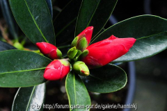 Camellia azalea in knop